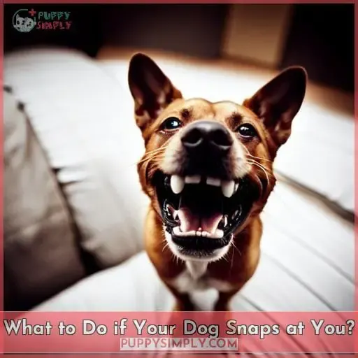 What to Do if Your Dog Snaps at You