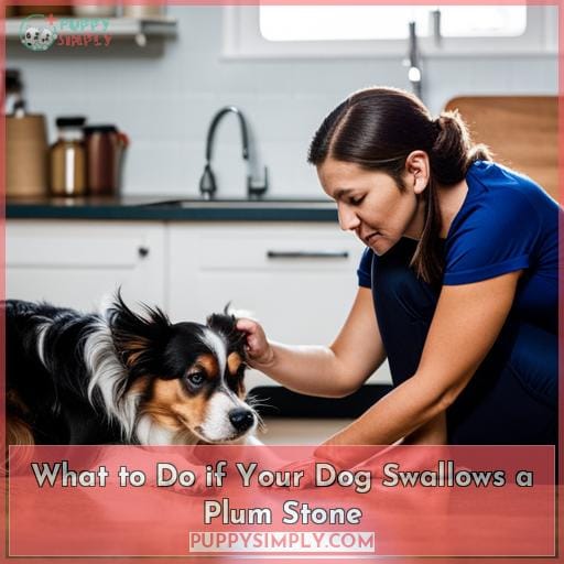 What to Do if Your Dog Swallows a Plum Stone