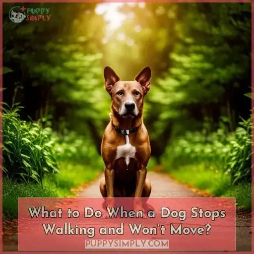 What to Do When a Dog Stops Walking and Won’t Move?