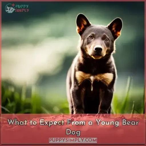 What to Expect From a Young Bear Dog