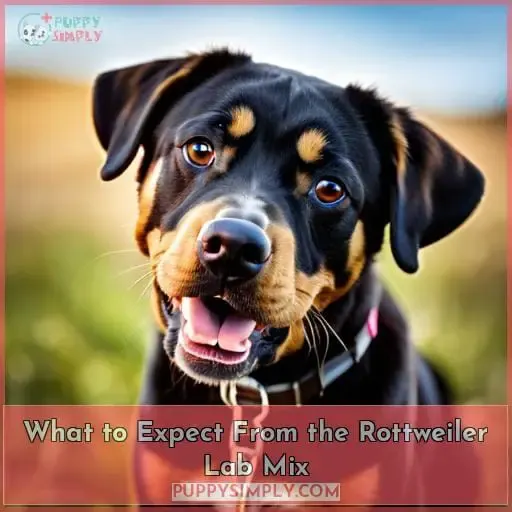 What to Expect From the Rottweiler Lab Mix