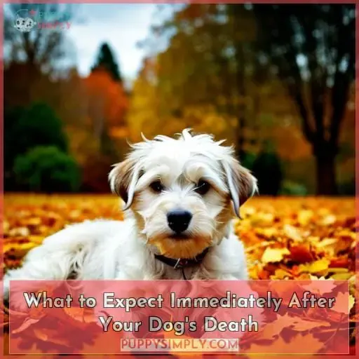 What to Expect Immediately After Your Dog
