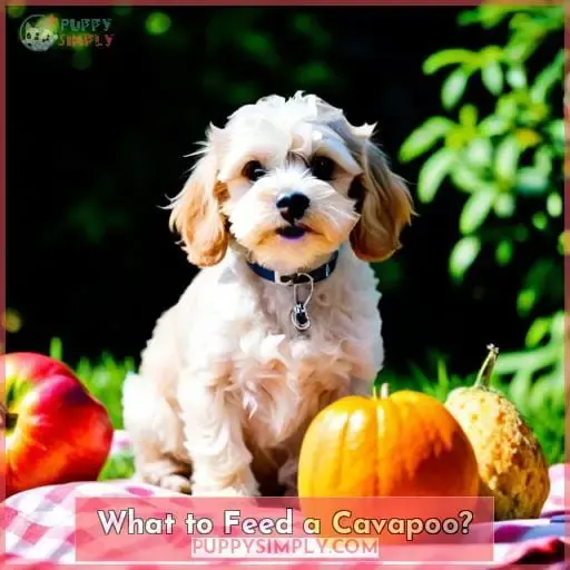What to Feed a Cavapoo?