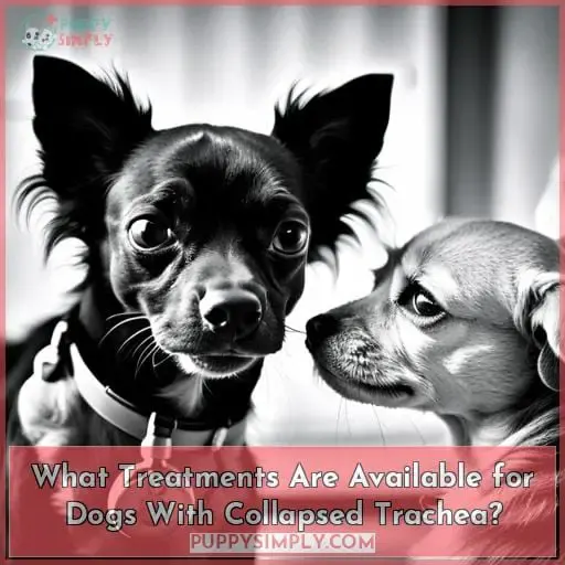 What Treatments Are Available for Dogs With Collapsed Trachea