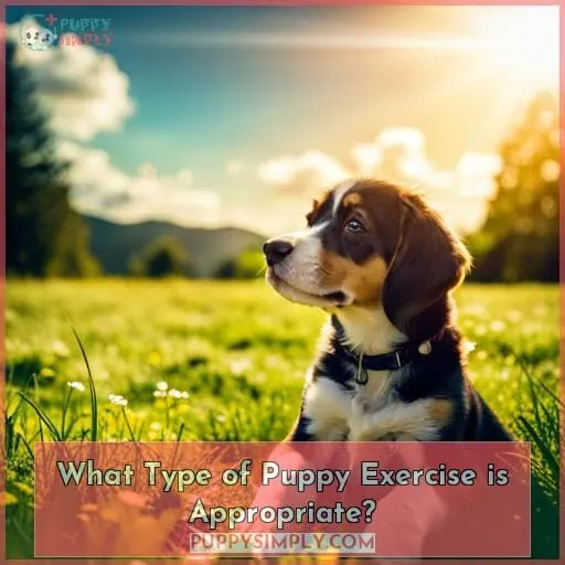 What Type of Puppy Exercise is Appropriate?