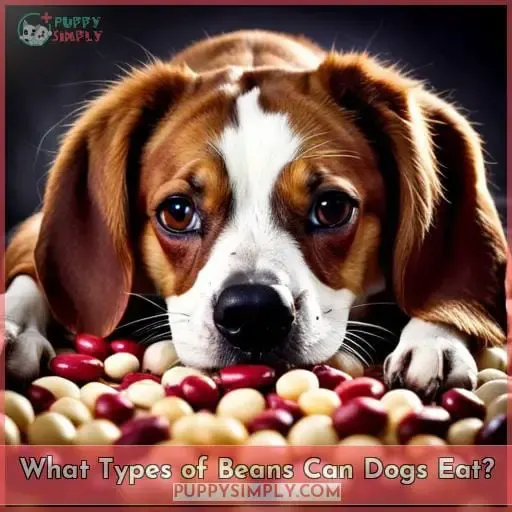 What Types of Beans Can Dogs Eat?