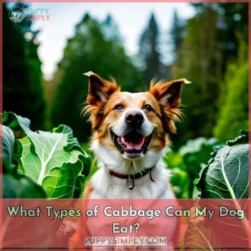 What Types of Cabbage Can My Dog Eat?