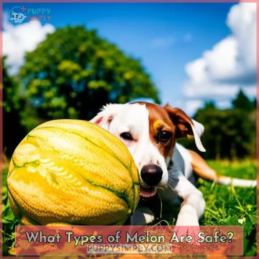 What Types of Melon Are Safe?