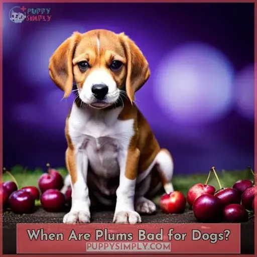When Are Plums Bad for Dogs