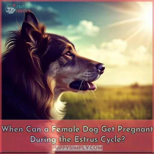 When Can a Female Dog Get Pregnant During the Estrus Cycle?