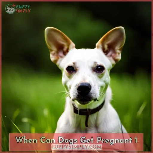 when can dogs get pregnant 1