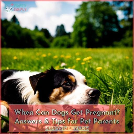 when-can-dogs-get-pregnant-answers-tips-for-pet-parents