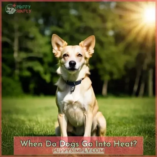 When Do Dogs Go Into Heat?
