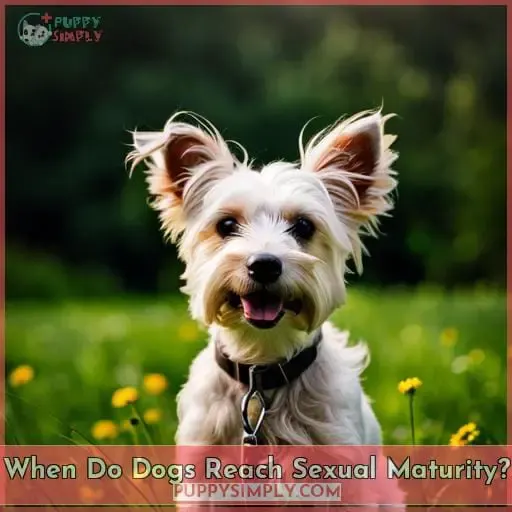 When Do Dogs Reach Sexual Maturity?