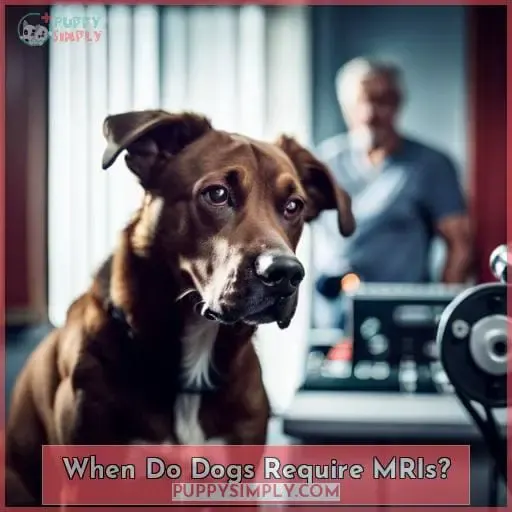 When Do Dogs Require MRIs?