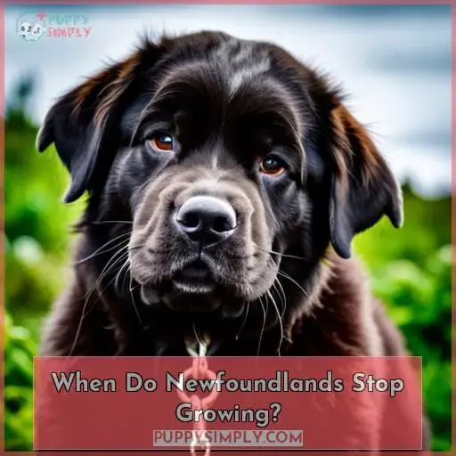 When Do Newfoundlands Stop Growing?