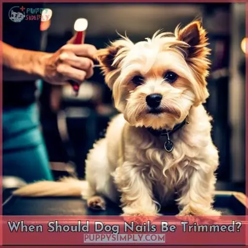 When Should Dog Nails Be Trimmed?
