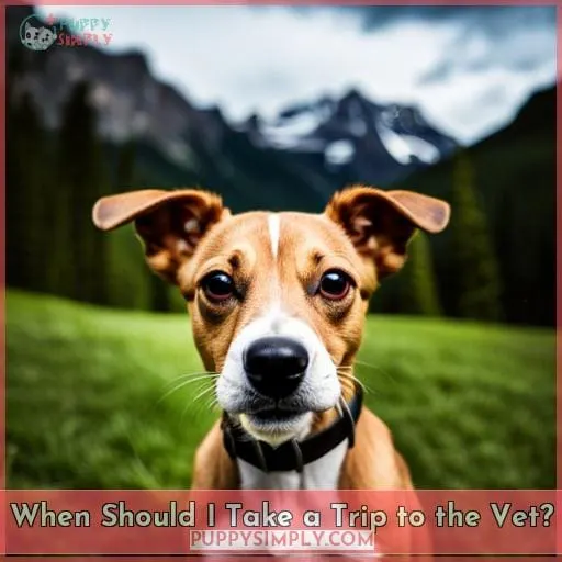 When Should I Take a Trip to the Vet?