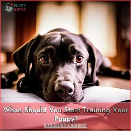 When Should You Start Training Your Puppy?