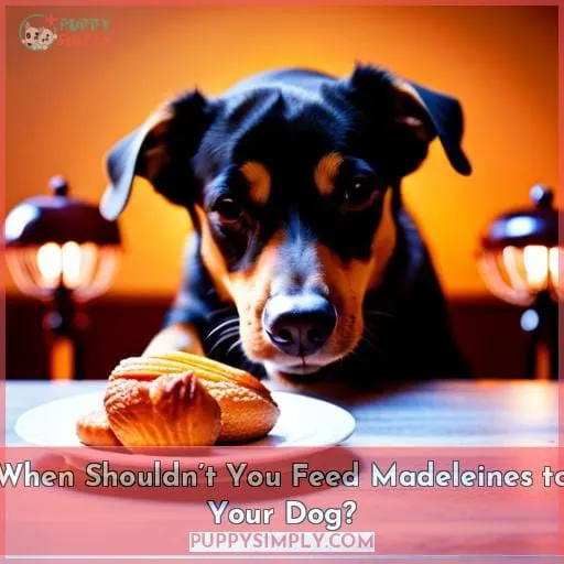 When Shouldn’t You Feed Madeleines to Your Dog?