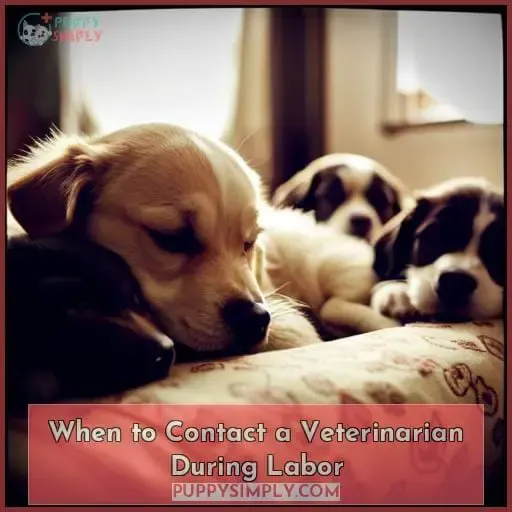 When to Contact a Veterinarian During Labor