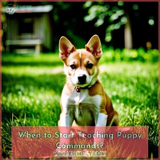 When to Start Teaching Puppy Commands?