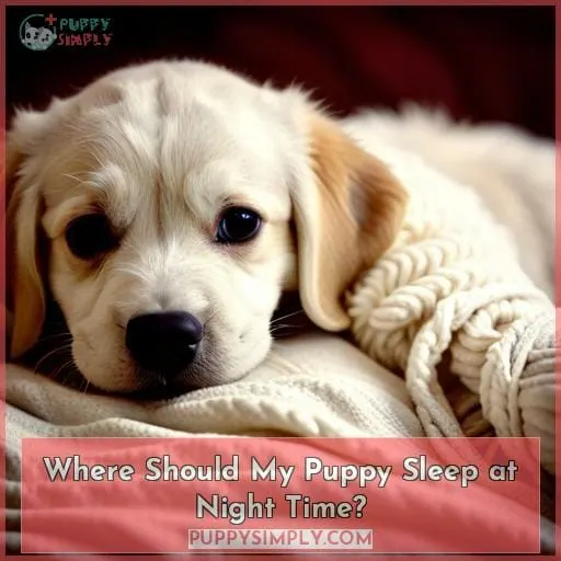 Where Should My Puppy Sleep at Night Time?