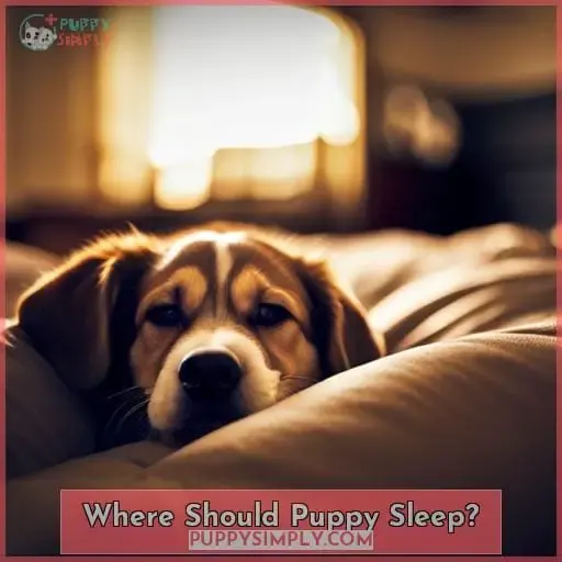 Where Should Puppy Sleep?