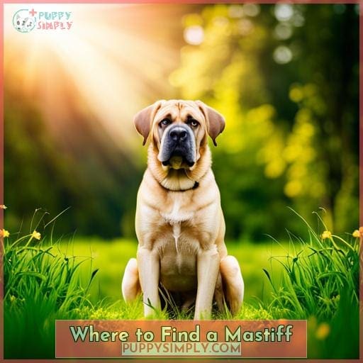Where to Find a Mastiff