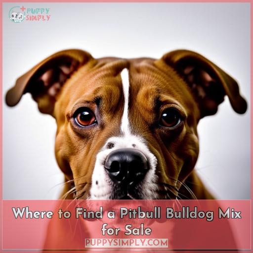 Where to Find a Pitbull Bulldog Mix for Sale