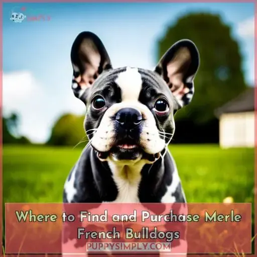 Where to Find and Purchase Merle French Bulldogs