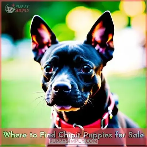 Where to Find Chipit Puppies for Sale