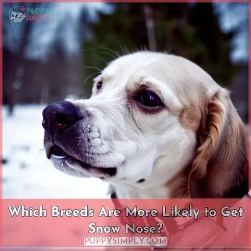 Which Breeds Are More Likely to Get Snow Nose?