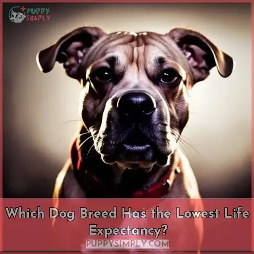 Which Dog Breed Has the Lowest Life Expectancy
