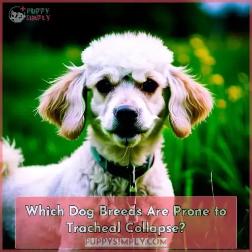 Which Dog Breeds Are Prone to Tracheal Collapse