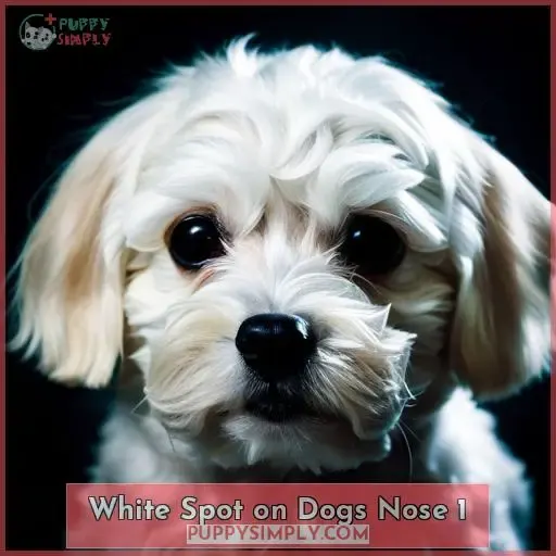 white spot on dogs nose 1