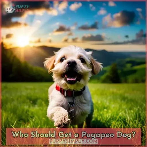 Who Should Get a Pugapoo Dog?