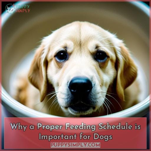 Why a Proper Feeding Schedule is Important for Dogs