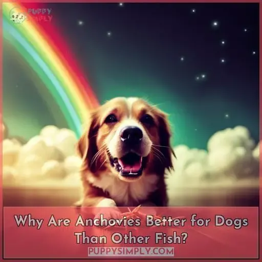 Why Are Anchovies Better for Dogs Than Other Fish?