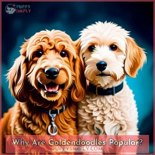 Why Are Goldendoodles Popular?
