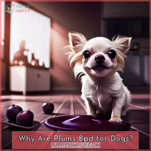 Why Are Plums Bad for Dogs