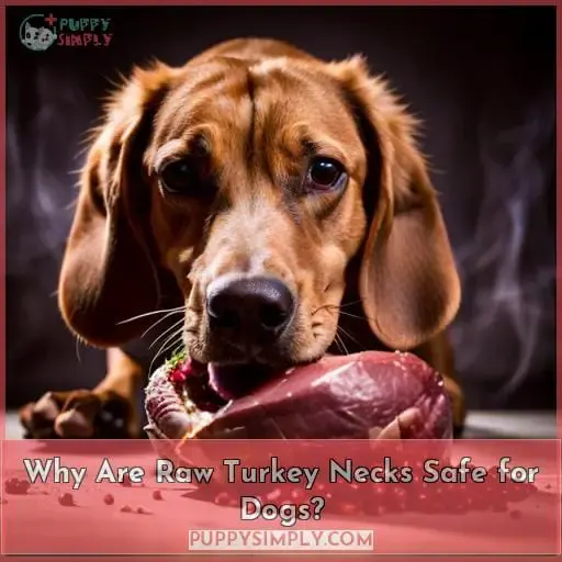 Why Are Raw Turkey Necks Safe for Dogs?