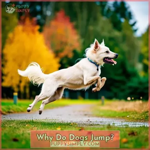 Why Do Dogs Jump?