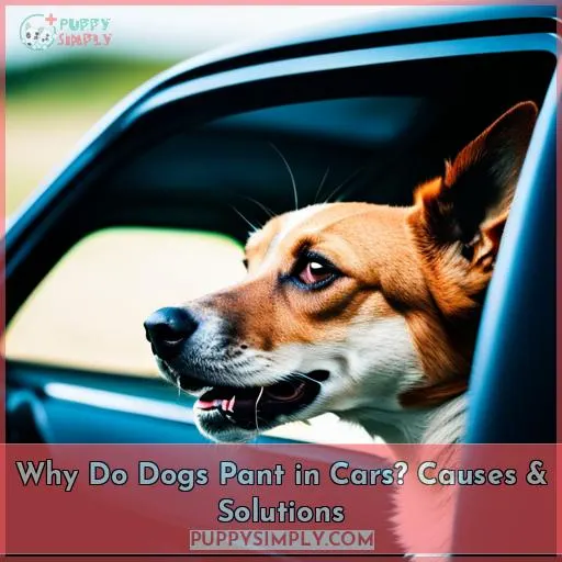 why do dogs pant in cars