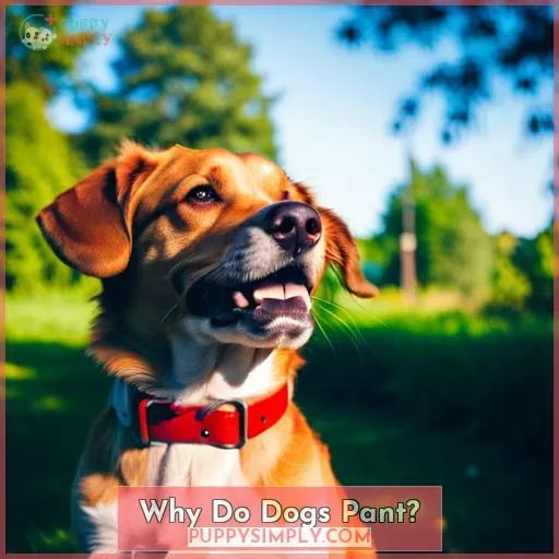 Why Do Dogs Pant?