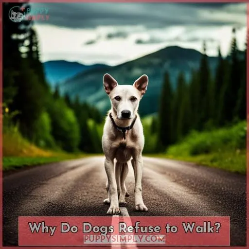 Why Do Dogs Refuse to Walk?