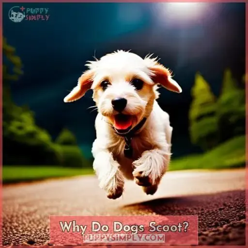 Why Do Dogs Scoot