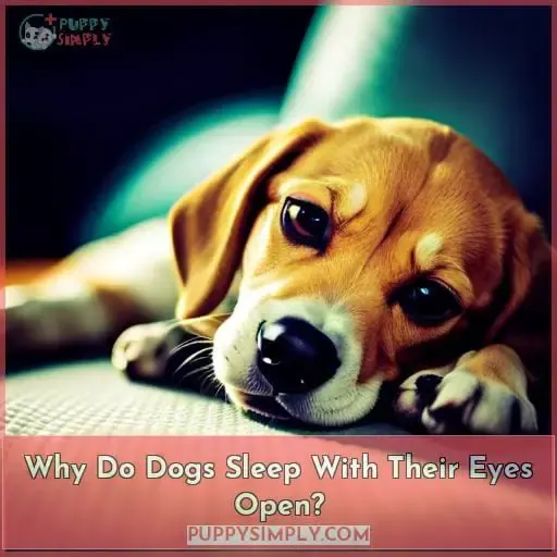 Why Do Dogs Sleep With Their Eyes Open