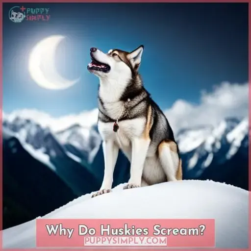 Why Do Huskies Scream?