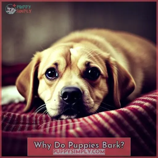 Why Do Puppies Bark?